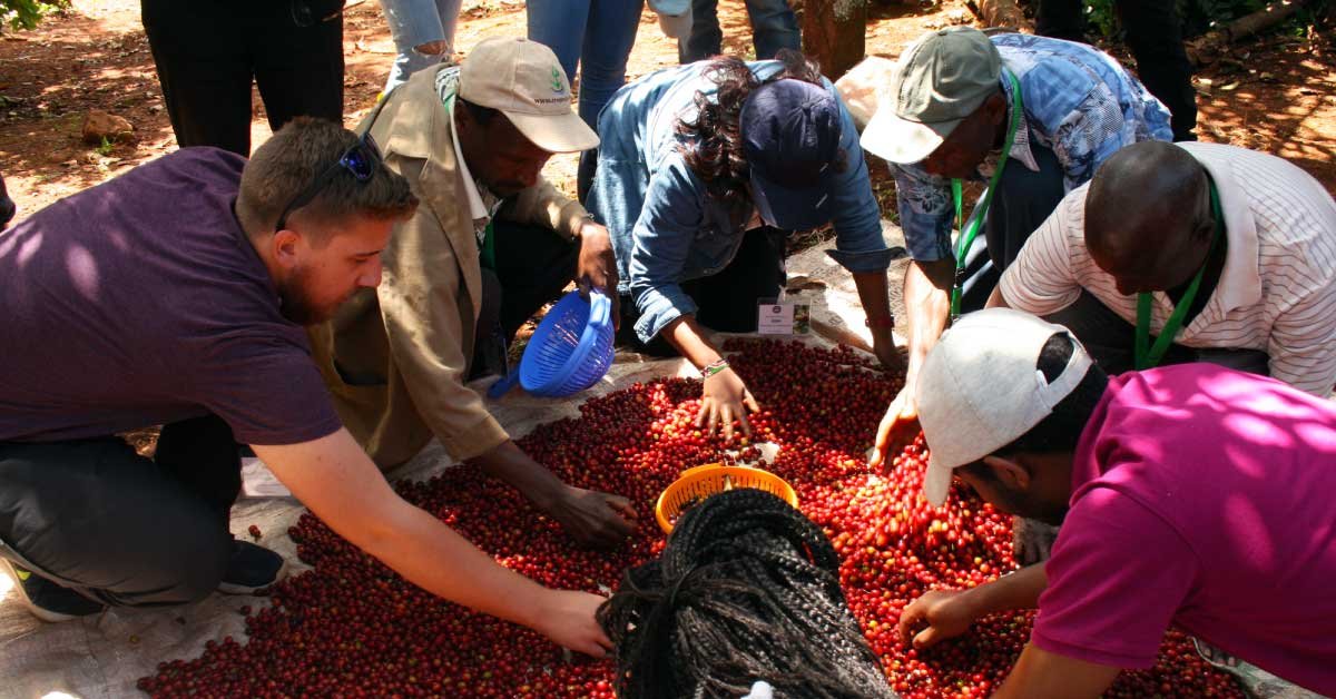 Coffee, Specialty Coffee, Natural Processed Coffee, Hand Picking, Processing 