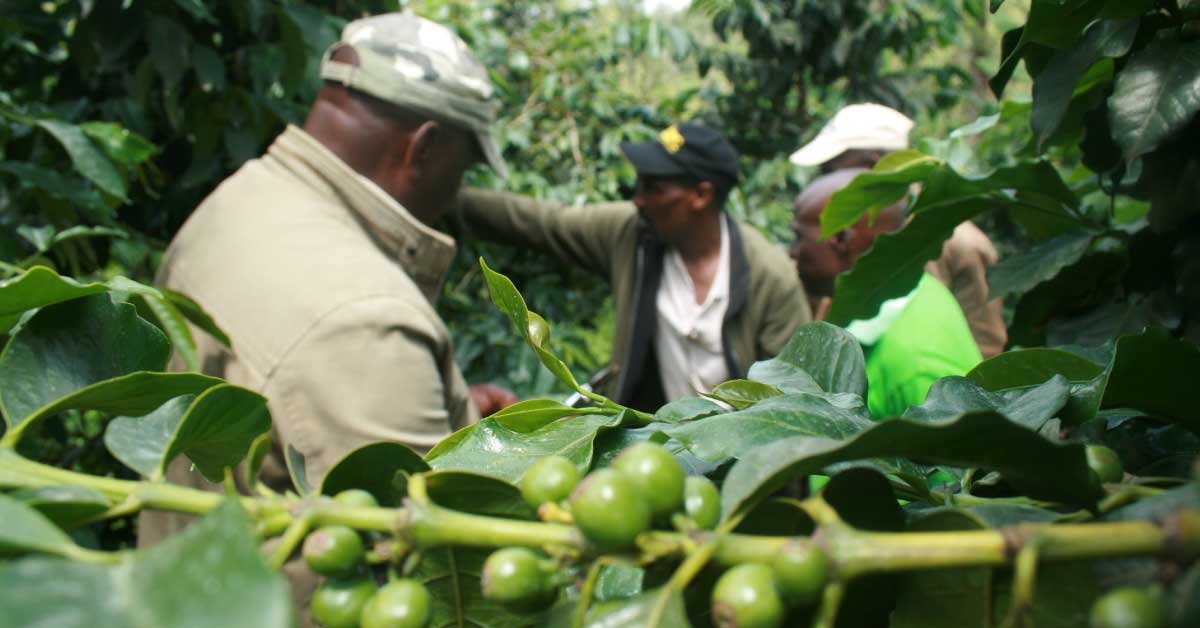 Coffee Farming, Coffee Processing, Natural Processed Coffee 